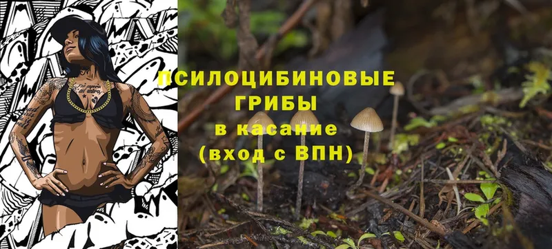 Псилоцибиновые грибы Cubensis  дарнет шоп  Камешково 